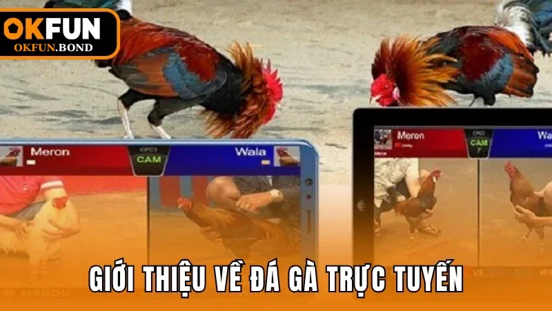 Giới thiệu về loại hình cá cược đá gà trực tuyến