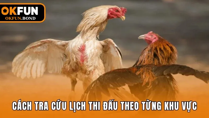 Hướng dẫn cách tra cứu lịch thi đấu chọi gà theo từng khu vực