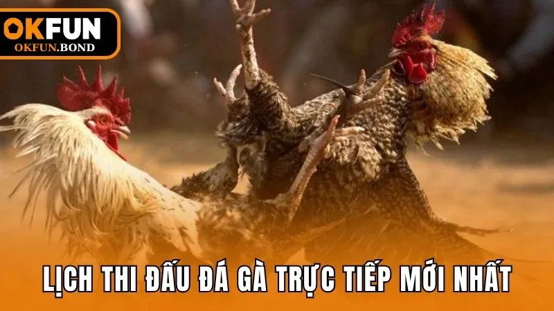 Lịch thi đấu đá gà trực tiếp hôm nay mới nhất