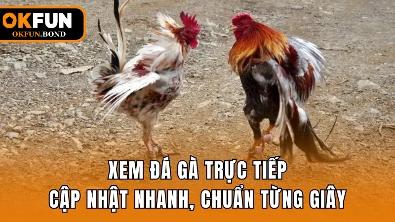 xem-da-ga-truc-tiep