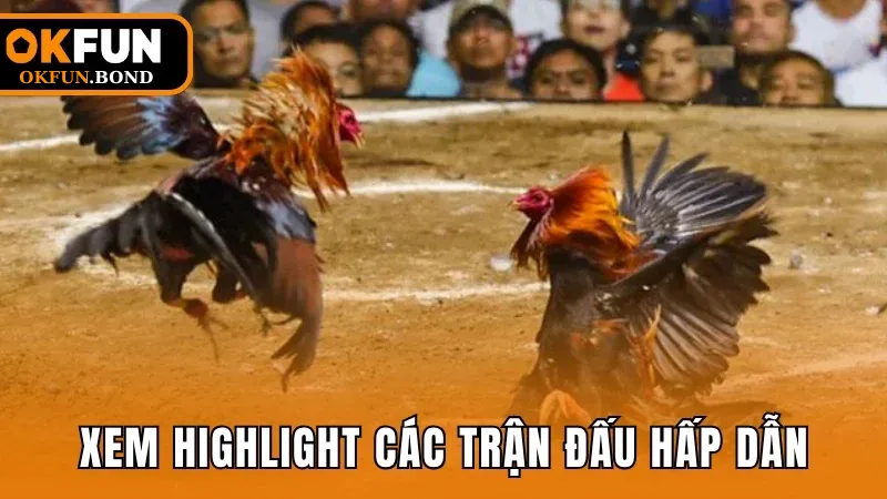 Xem livestream chọi gà Thomo sắc nét